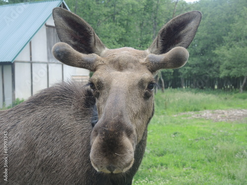 Young elk