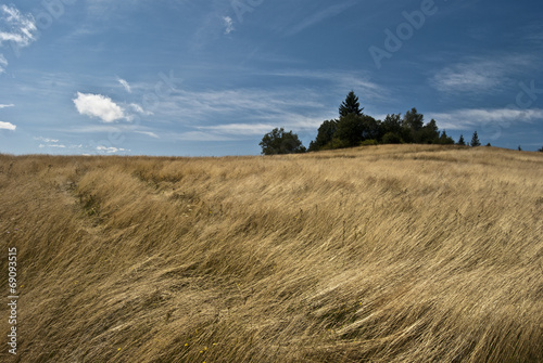 windy meadow in Javorniky Mts.