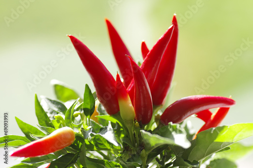 Capsicum annuum oder Capsicum frutescens, Chilis am Strauch photo