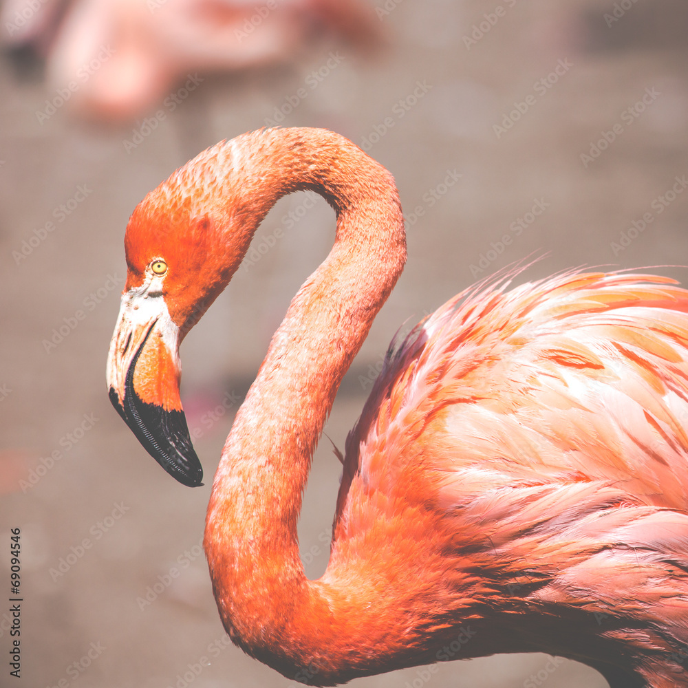 Obraz premium The pink Caribbean flamingo.