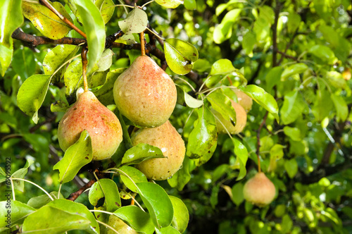 pears on the tree branches photo