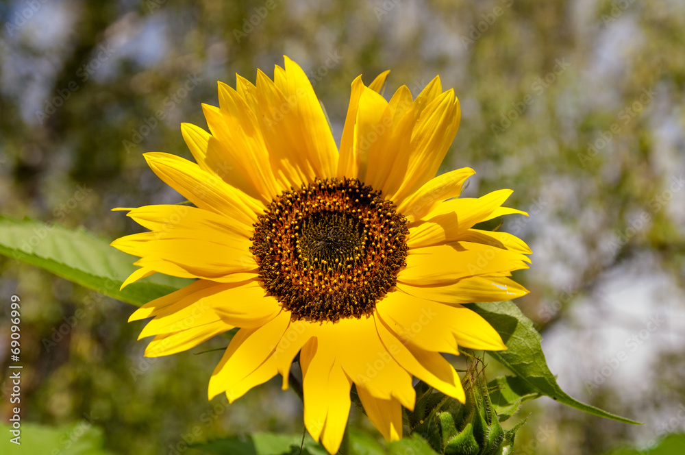Fototapeta premium sunflower