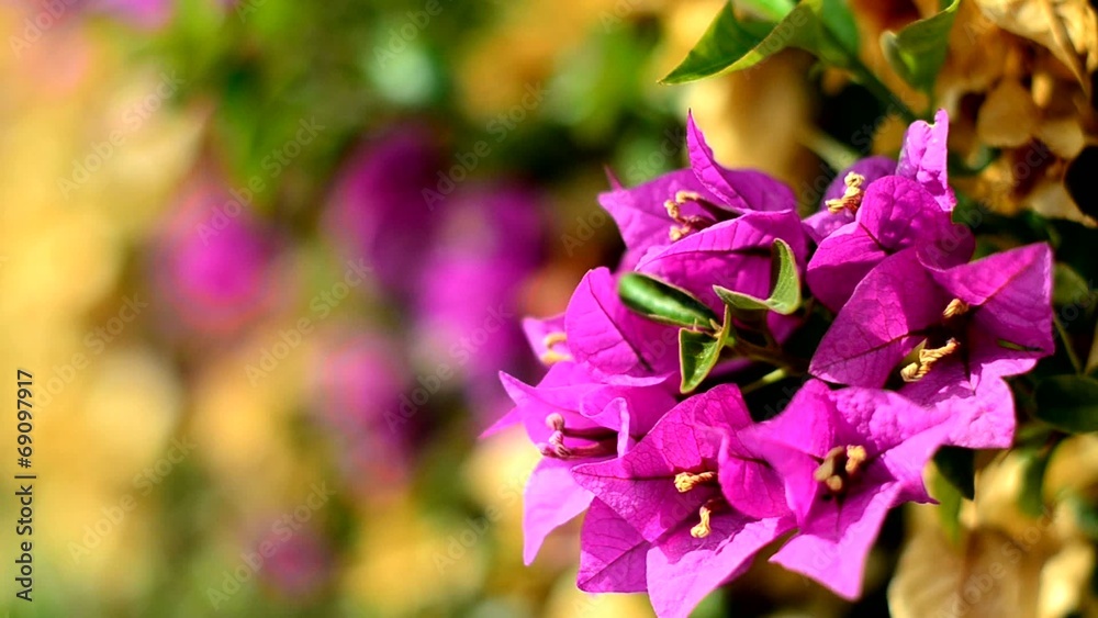 flores en dia ventoso