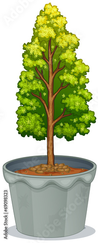 A plant in a pot