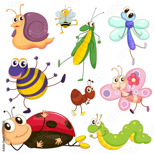 Different insects