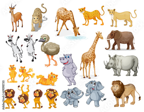 Wildlife set
