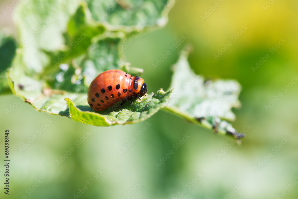 caterpillar of potato beetle eats potato leaf caterpillar of potato beetle eats potato leaf