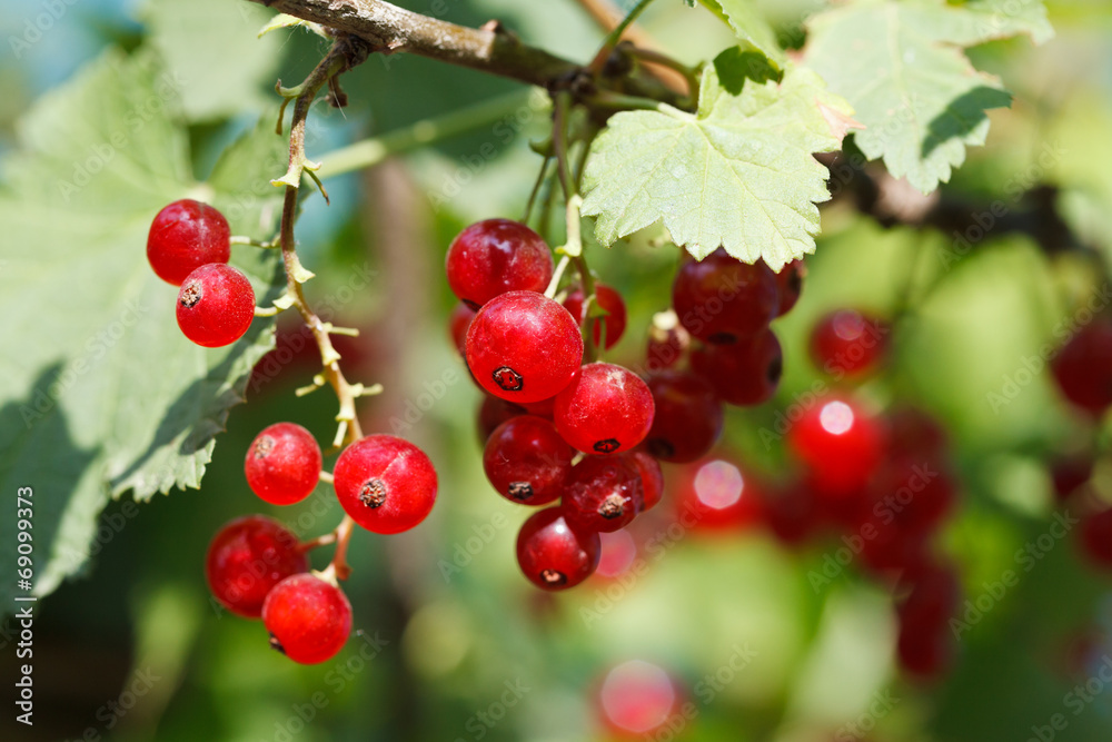 red currant berries close under green leaves red currant berries close under green leaves