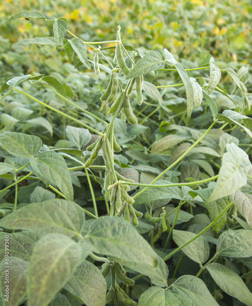 Fototapeta premium Green soybean plants close-up shot, mixed organic and gmo