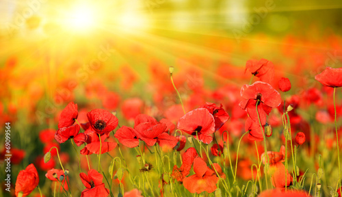poppy field in summer day