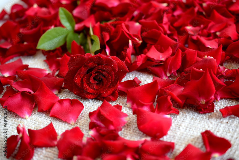 Naklejka premium red rose on roses petals 2