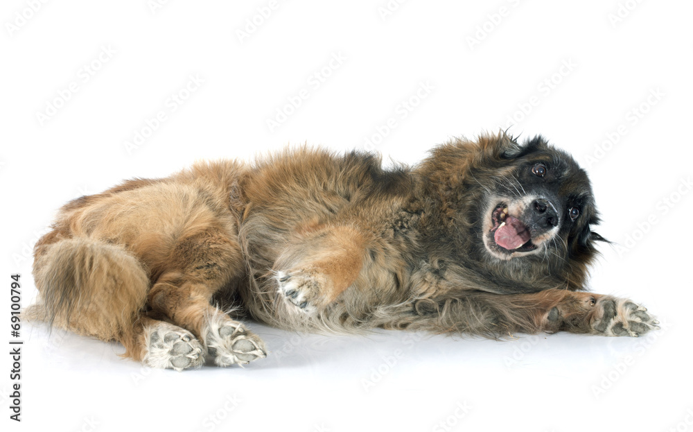 Obraz premium old belgian shepherd