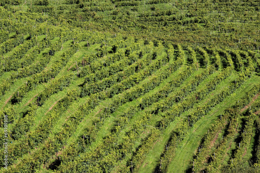 Rows of vines in the hills of Prosecco in Valdobbiadene, Italy