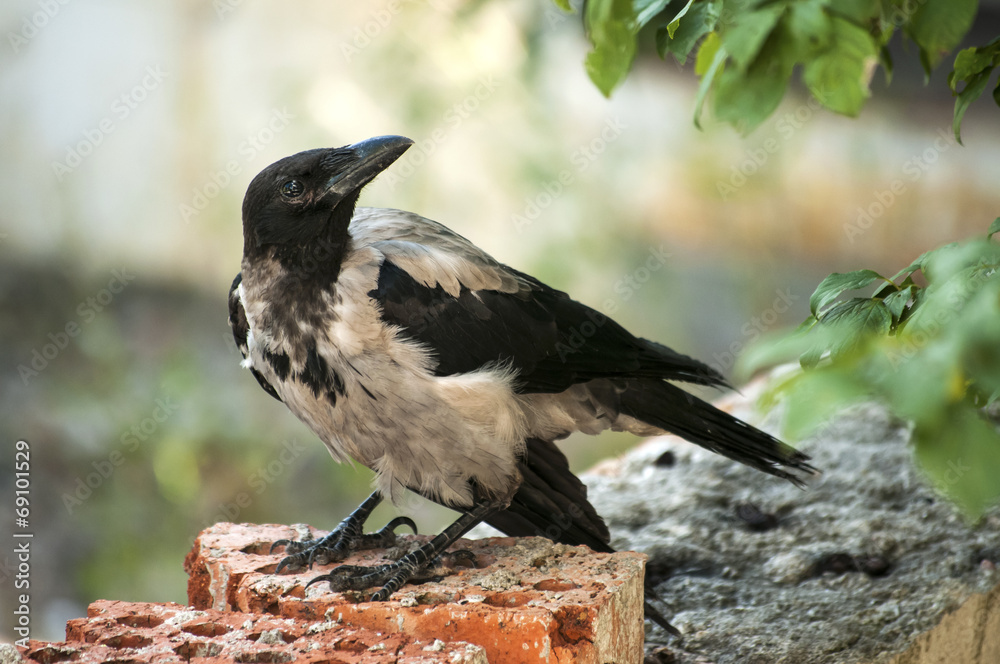 Fototapeta premium Magpie living in urban grunge environment closeup