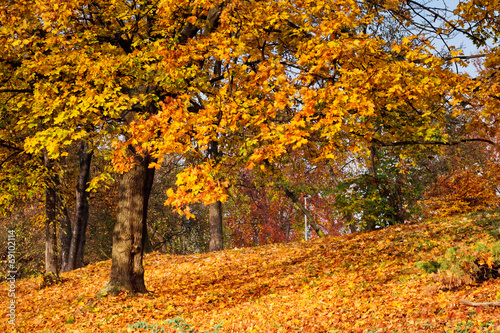 Gold Autumn in the Park