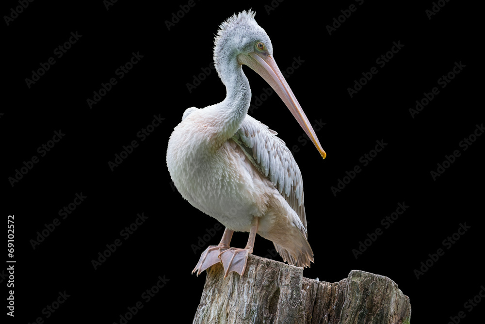 Obraz premium pelican isolated on black background
