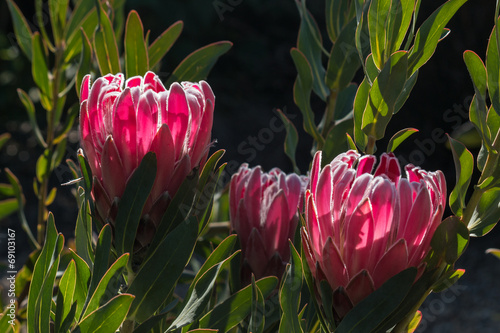 Fototapeta Naklejka Na Ścianę i Meble -  detail of backlit pink protea flowers