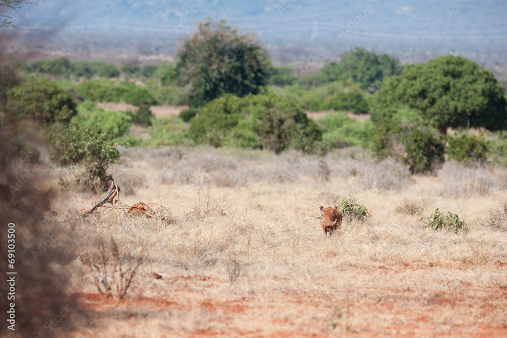 Fototapeta premium warthog
