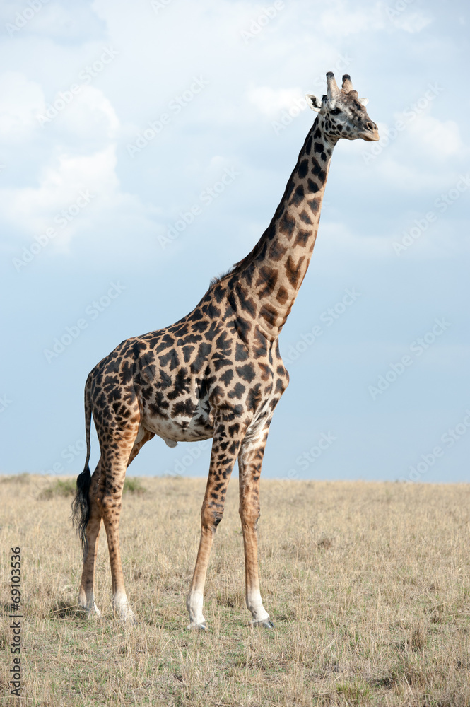 giraffe