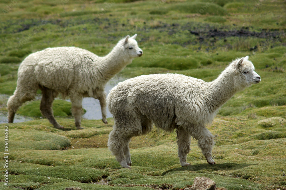 Fototapeta premium Two white alpacas on a green field, Peru