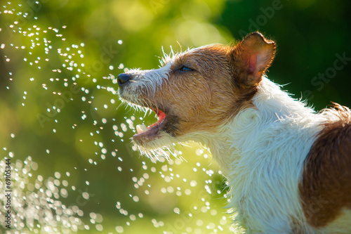 dog drinks water, spray