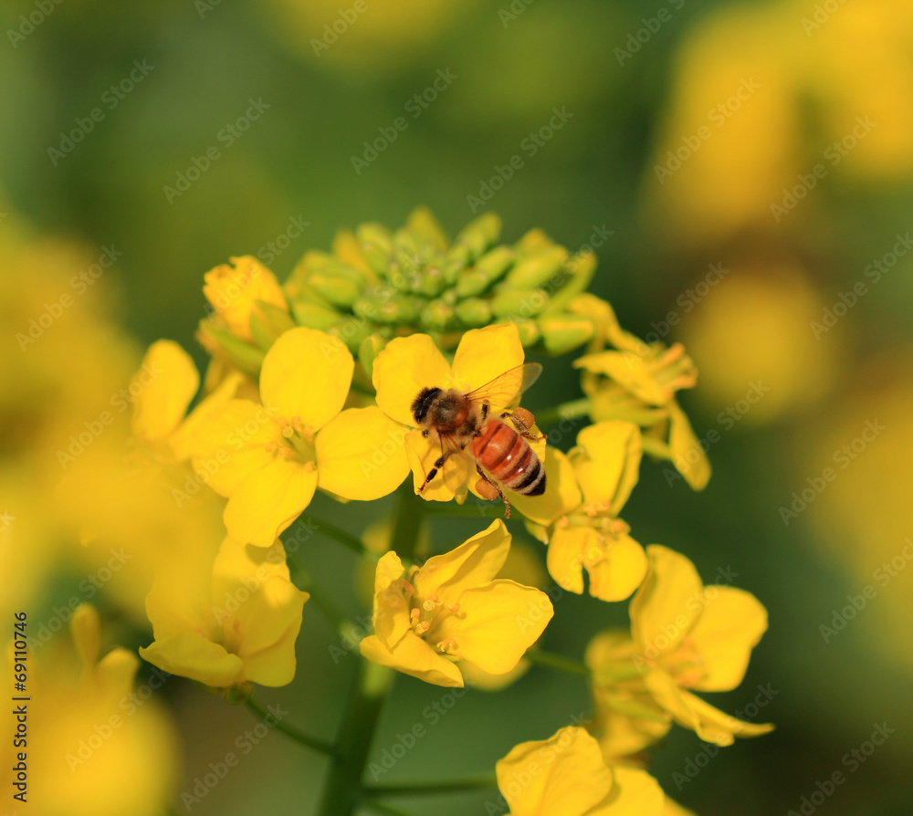 Canola flower and bee Canola flower and bee