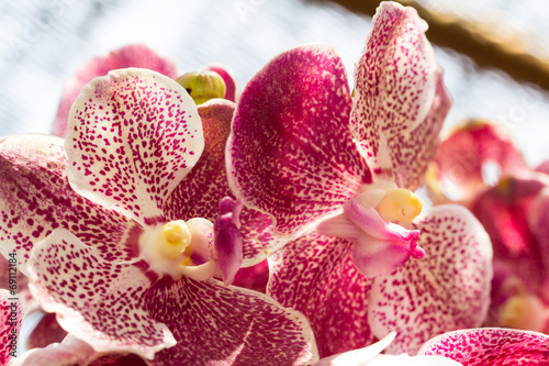 beautiful orchid flower