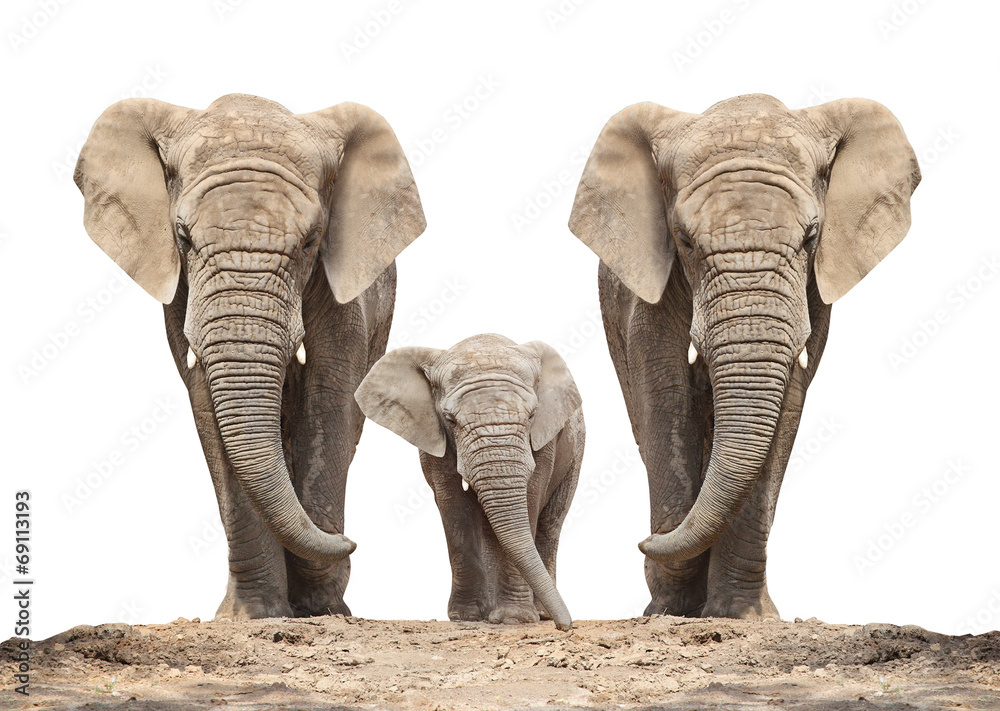 Fototapeta African elephant (Loxodonta africana) family on a white.