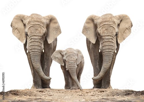 African elephant (Loxodonta africana) family on a white.