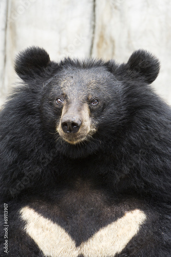 Asiatic black bear, Tibetan black bear,Ursus thibetanus