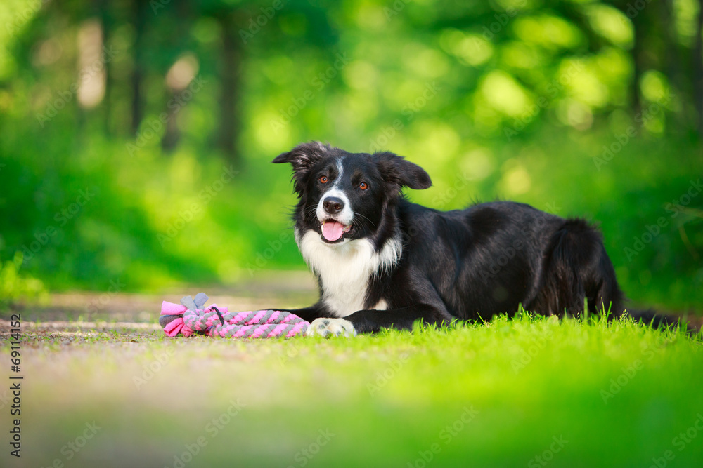 Border Collie dog Border Collie dog