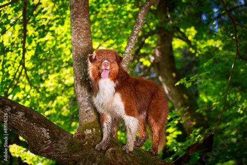 Australian shepherd dog