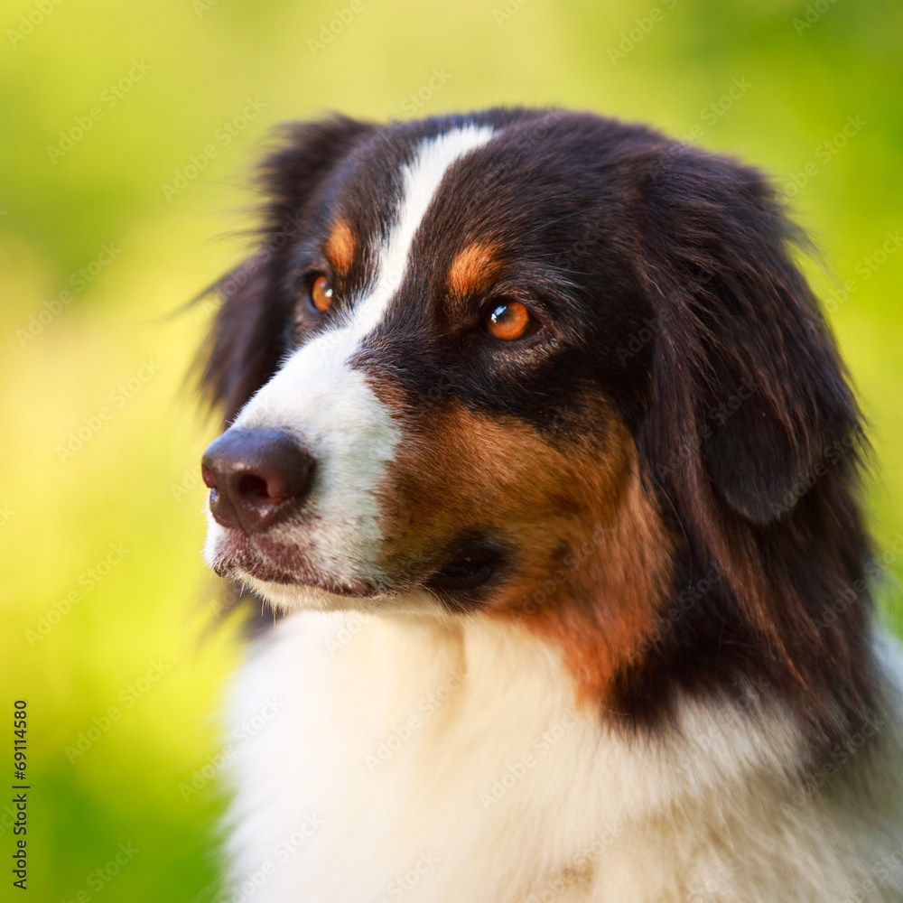 Australian shepherd dog