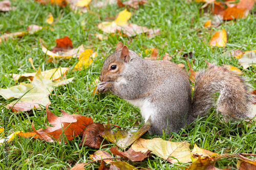 Ecureuil qui grignotte sur l'herbe photo