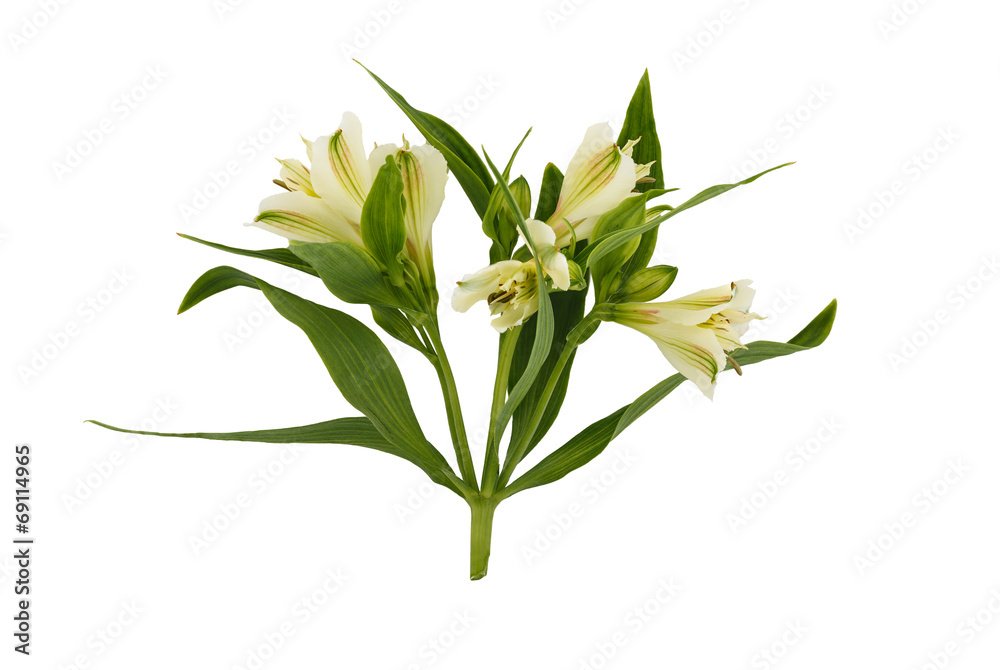 Obraz premium White lily on a white background