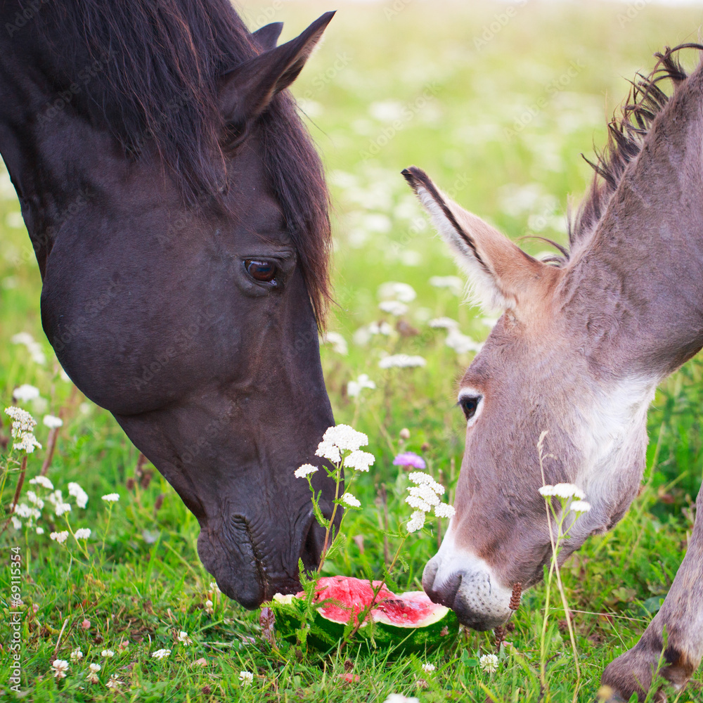 Can donkeys eat watermelon The Conservative Nut