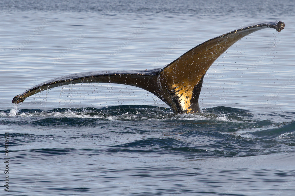 Obraz premium humpback whale tail diving into the water at an angle