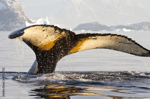 humpback whale tail that dives into the water on a sunny afterno