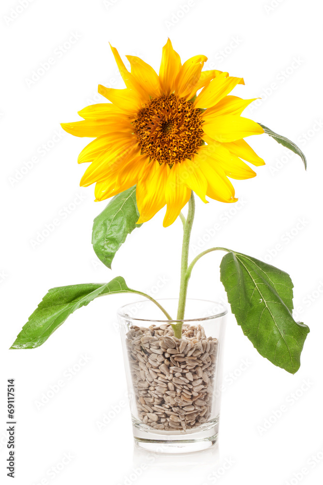 Obraz premium Sunflower on white background