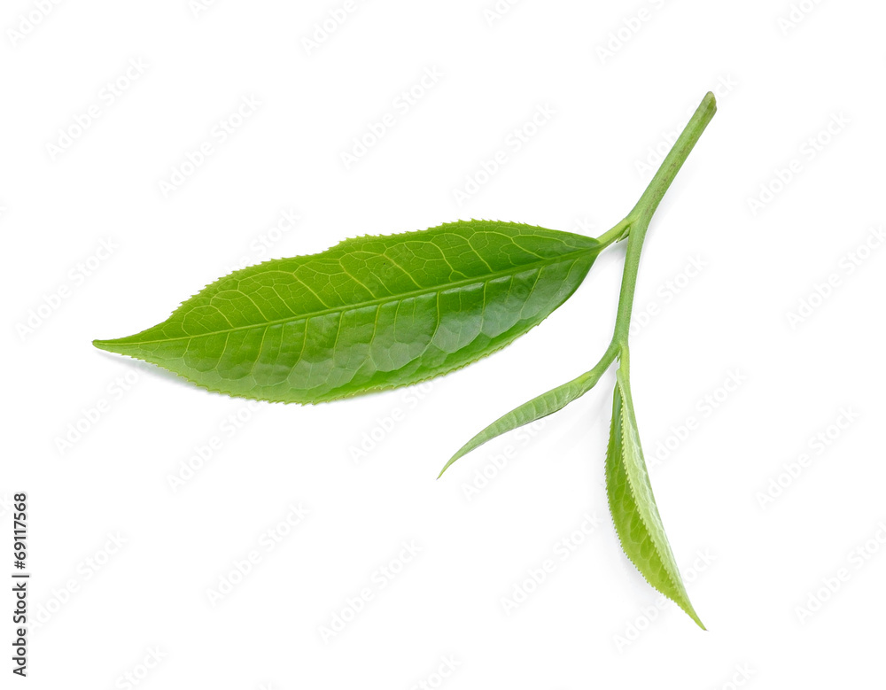 Obraz premium tea leaf isolated on white background
