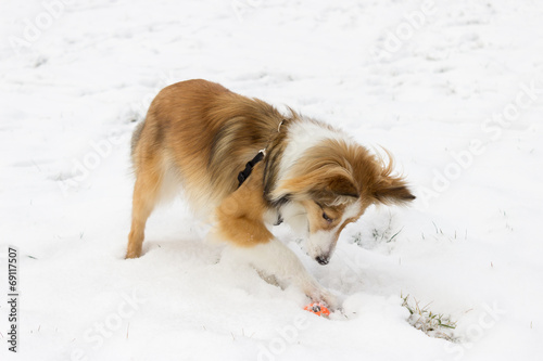 Cute shetland sheepdog plays with a ball in the snow