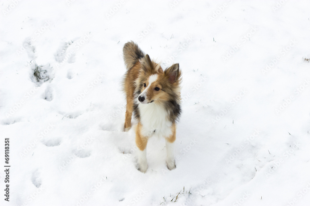 Cute shetland sheepdog poses for the camera in the snow