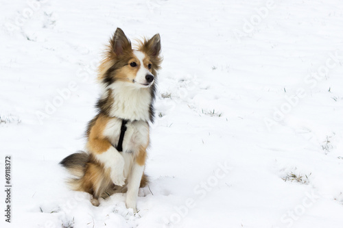 Cute shetland sheepdog poses for the camera in the snow © alphotographie