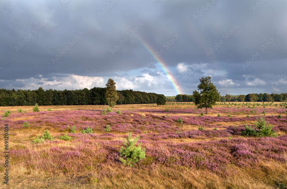 Obraz premium rainbow over meadow with flowering heather
