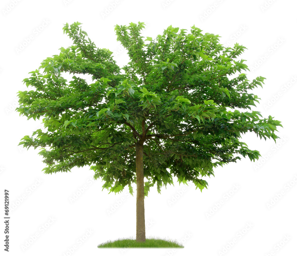 Obraz premium Weißer Maulbeerbaum vor weißem Hintergrund