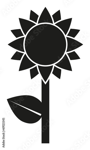 Sonnenblume