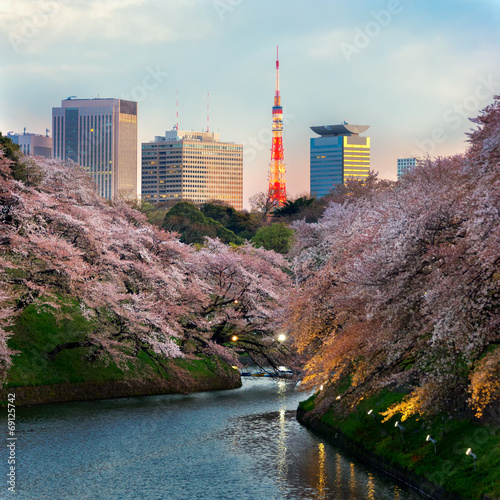 cherry blossom park in spring shidorigafuji tokyo