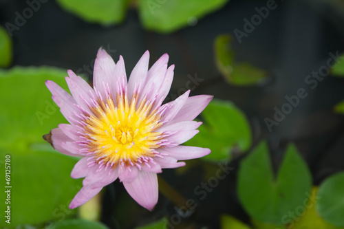 violet lotus flower