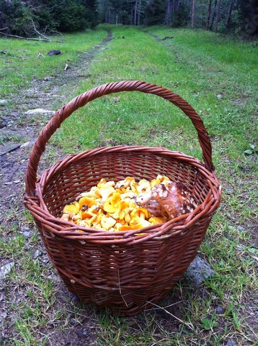 Basket Filled With Chanterelles