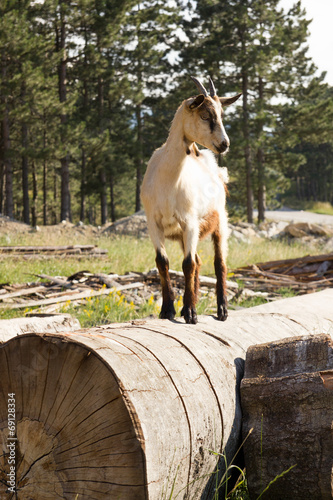 goat on the field